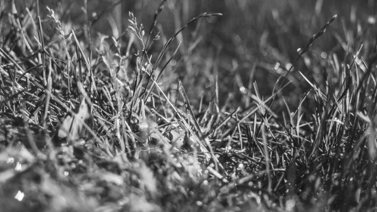 Where Can I Get 11Xplay Login Id And Password Download File?